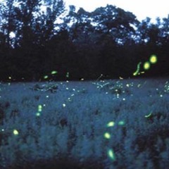 Kosmonavt - Fireflies