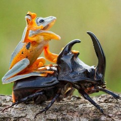 Ruce Bwayne - NN01 123.bpm (Work in progress)