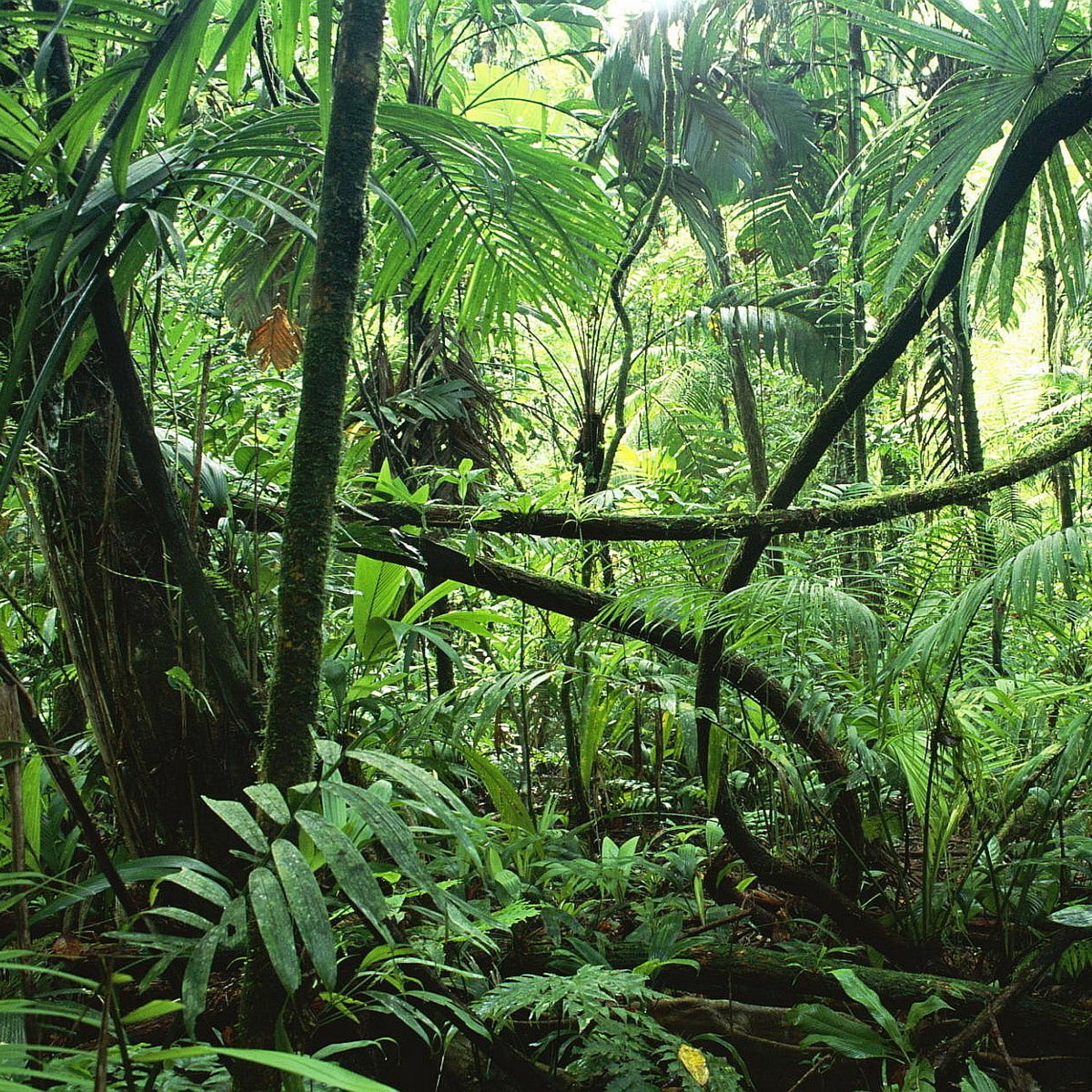 Jungle episode artwork