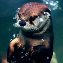 First Kisses by Meredith Gilbert