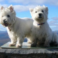 The Twa Dugs - Twa Recruitin' Sergeants