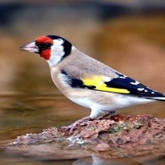 تغريد حسون  لغة شامية - Chant De Chardonneret