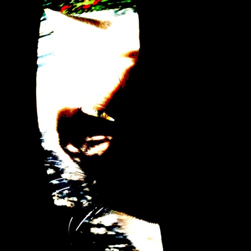 MANDYBUL - Flowers & Cats  /// Yann Watt 02.2016