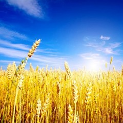 Walking Through The Wheat Fields