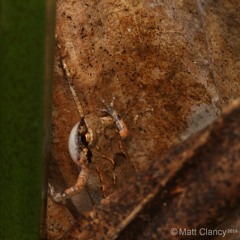 Cophixalus exiguus - Big Tableland, Queensland.