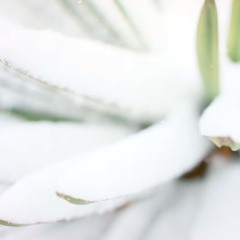 The Thaw 〜雪解け〜 (DEMO 2016)