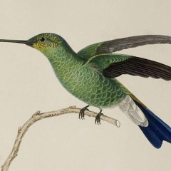 Hummingbird - Six Points Of Tabligh