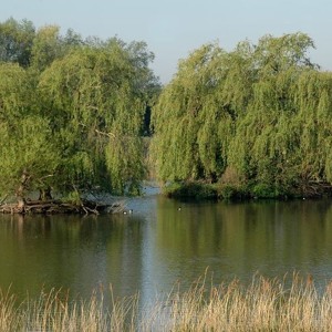 Water Margin (version 2009)