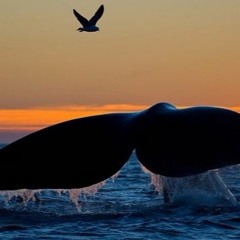 The Whales