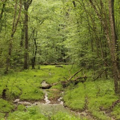 OG FORRESTT X JAVARIS - POSTED ON A CLOUD