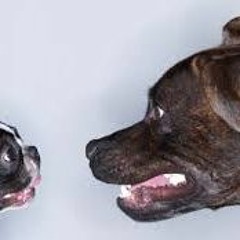 Different Breed : HusL & Sav