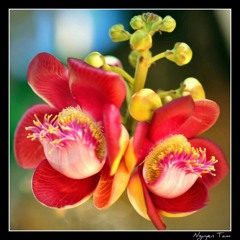 Diệu Âm Cực Lạc