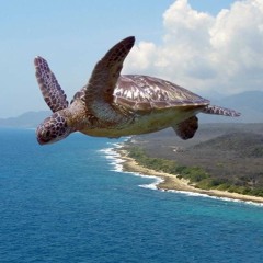 Turtles Can Fly