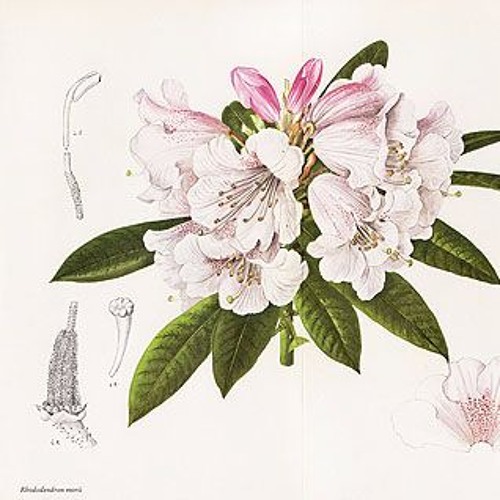 Rhododendrons [Weirding Mix]