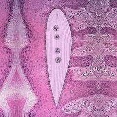 Stuart Calton - Blepharospasms (part 1) (2016)