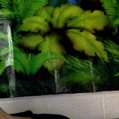 Pure Imagination (Peabody Jam)