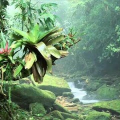 Heavy rain and Thunder- Sounds of Nature