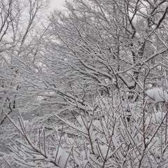 We Dont Mess About Podcast 024 - Sheep (Dark Drum & Bass)