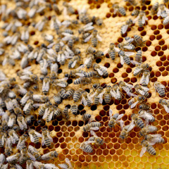 Bee sound recording session