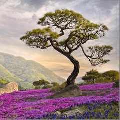 Posé, bambous, zen #3