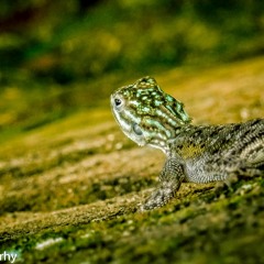 je leve les yeux-douceurs chretienne
