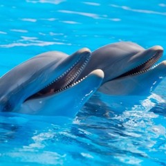 Dolphins Can Breath