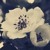 Artwork for "Ophelia" - The Lumineers (Acoustic Cover)