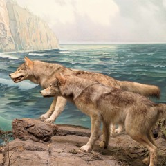 Before Animal Planet, Dioramas Revealed Nature in 3-D