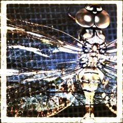 Rumour (Novation Remixthis II)
