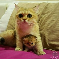Tito - Tak Ingin Sendiri (Hetty Koes Endang/Dian Piesesha)