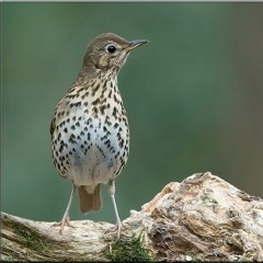 ADM Breeding birds songs (February 24th. 2016) "La Reproduction #1"