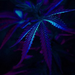 Arabian Nights Beat (FINISHED)