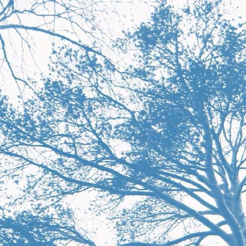 Forest storm