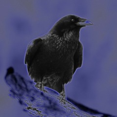 crow