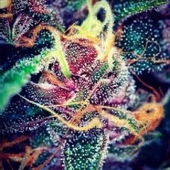 BLUEBERRY -DUB (BY MYSELF,CHRIS,REG)