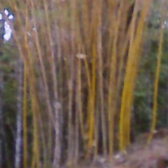 Sonidos de la Naturaleza !!!