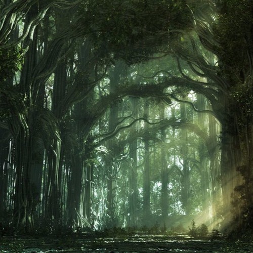 Can't See The Forest For The Trees