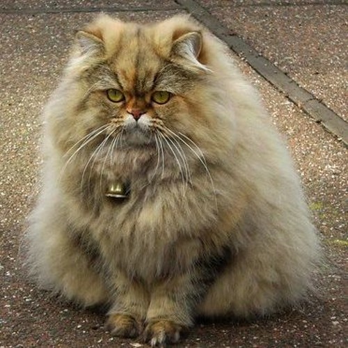 Hood Rat Kitty Cat