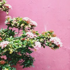 peter piper picked a peck of pickle peppers