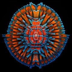 Flexa Tribe And Various - Acid Mix 2014