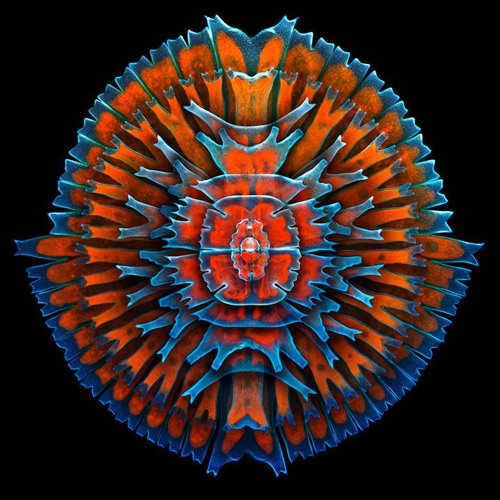 Flexa Tribe And Various - Acid Mix 2014