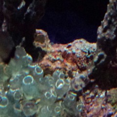 Little Red Riding Hood ukulele cover