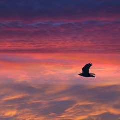 Free As A Bird -- featuring Sarah Wilkinson