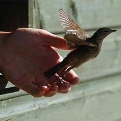 لله ما يحويه هذا المقام - عبد الرحمن العمري
