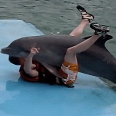 Porpoise Intercourse