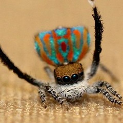 Peackock Spider 's Quadraphonic Courtship To Kyma