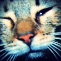 La Gata Bajo La Lluvia (English Version) (Cover de Rocío Dúrcal)