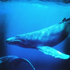 Song of the Last Whale (instrumental) [FREE DOWNLOAD]
