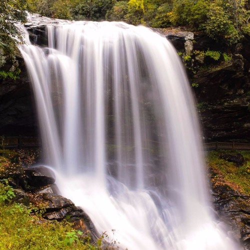 La Selva by Bioenciclopedia | Free Listening on SoundCloud