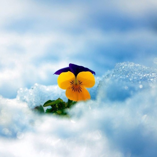 Martian - Spring Kiss